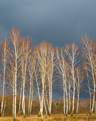 Golden Birch  -  [Custom printed at R598/m²]