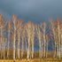 Golden Birch  -  [Custom printed at R598/m²]