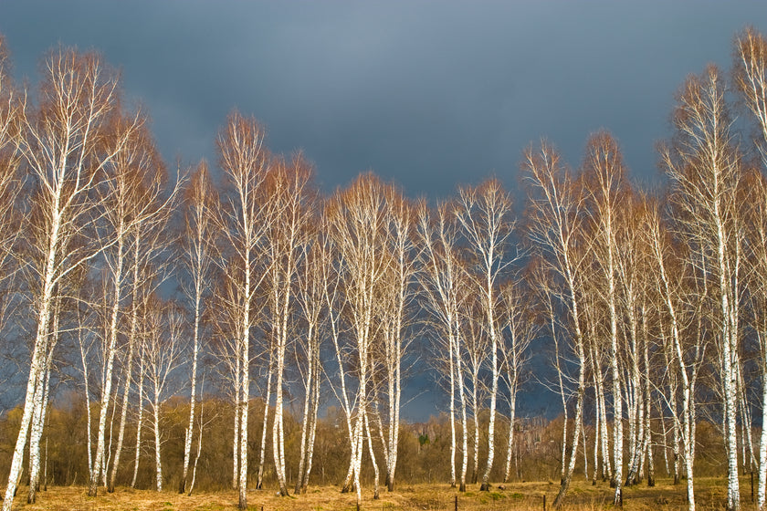 Golden Birch  -  [Custom printed at R560/m²]