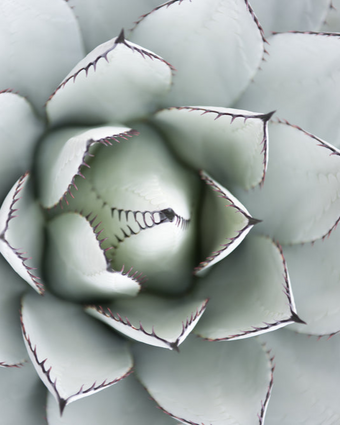 Rock Lily  -  [Custom printed at R598/m²]