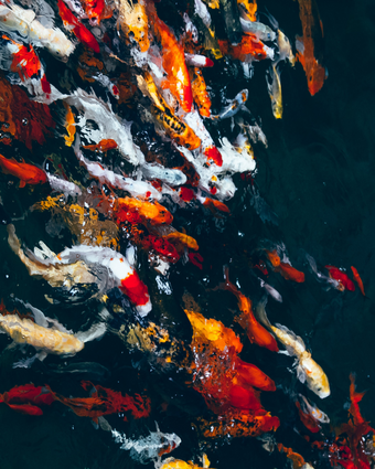 Koi Carp Swimming  -  [Custom printed at R598/m²]