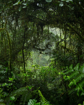 Jungle Tunnel  -  [Custom printed at R598/m²]