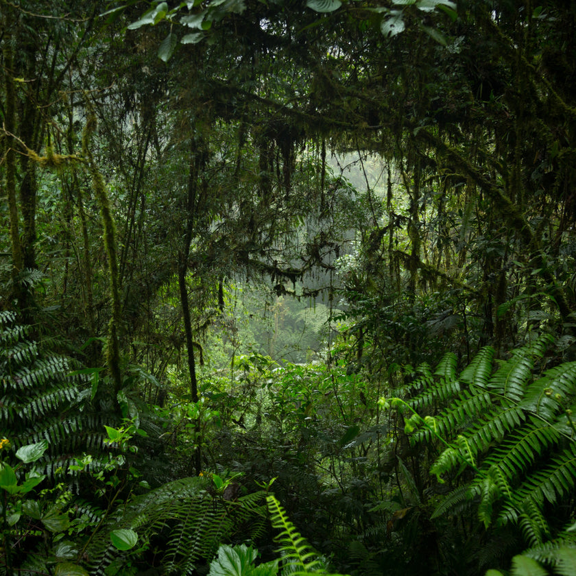 Jungle Tunnel  -  [Custom printed at R560/m²]