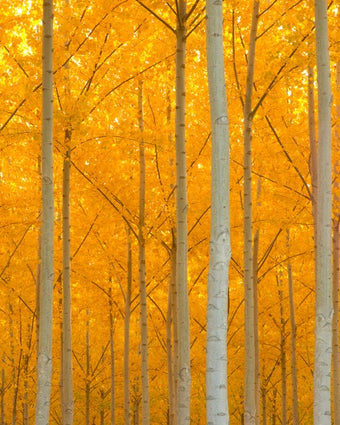 Glowing Autumn Forest  -  [Custom printed at R598/m²]