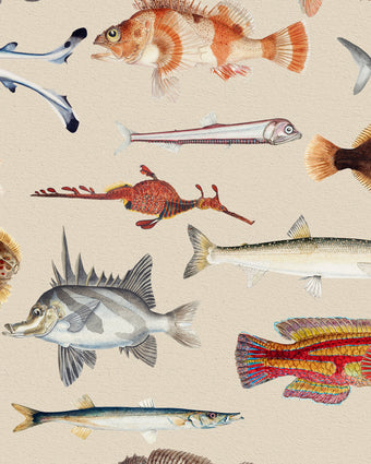 Vintage marine wallpaper with a seamless repeat, featuring antique style fish illustrations in soft natural tones, creating a timeless coastal look. Displayed on a wall in a coastal inspired living room. 