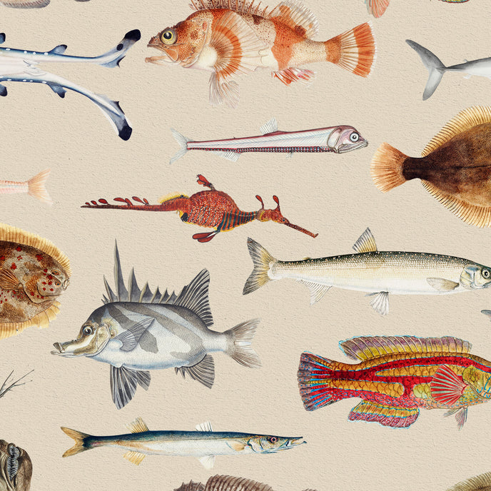 Vintage marine wallpaper with a seamless repeat, featuring antique style fish illustrations in soft natural tones, creating a timeless coastal look. Displayed on a wall in a coastal inspired living room. 