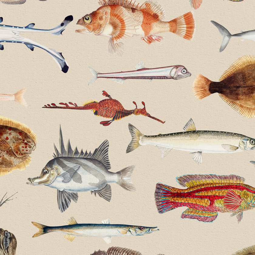 Vintage marine wallpaper with a seamless repeat, featuring antique style fish illustrations in soft natural tones, creating a timeless coastal look. Displayed on a wall in a coastal inspired living room. 