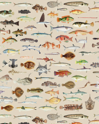 Vintage marine wallpaper with a seamless repeat, featuring antique style fish illustrations in soft natural tones, creating a timeless coastal look. Displayed on a wall in a coastal inspired living room. 