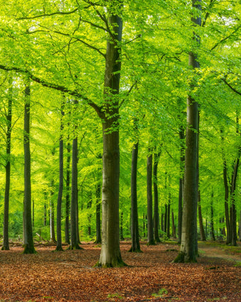 Autumn Forest Floor  -  [Custom printed at R598/m²]
