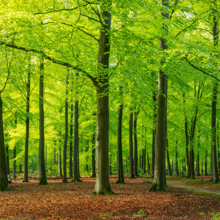 Autumn Forest Floor  -  [Custom printed at R560/m²]