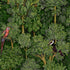 Amazonia Botanist 91250