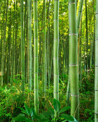Walk in a Bamboo Forest  -  [Custom printed at R598/m²]