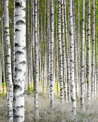 Birch Trees in Late Summer Sunshine  -  [Custom printed at R598/m²]