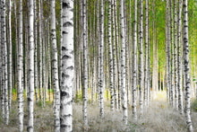 Load image into Gallery viewer, Birch Trees in Late Summer Sunshine  -  [Custom printed at R560/m²]
