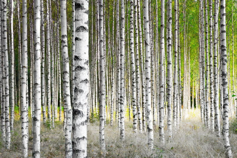 Birch Trees in Late Summer Sunshine  -  [Custom printed at R560/m²]
