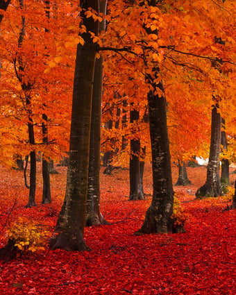 Autumn Forest  -  [Custom printed at R598/m²]