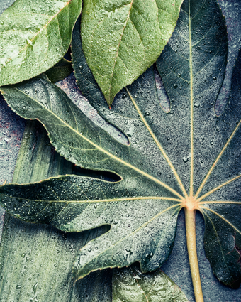 Rainfall Fig Leaf   -  [Custom printed at R598/m²]