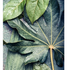 Rainfall Fig Leaf   -  [Custom printed at R560/m²]