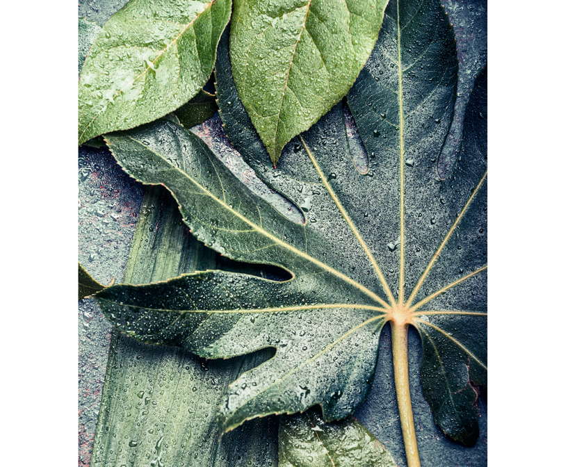 Rainfall Fig Leaf   -  [Custom printed at R560/m²]