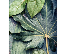 Load image into Gallery viewer, Rainfall Fig Leaf   -  [Custom printed at R560/m²]
