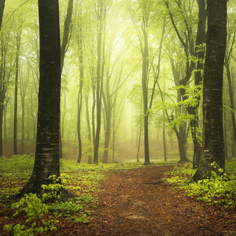 Forest Walk  -  [Custom printed at R560/m²]