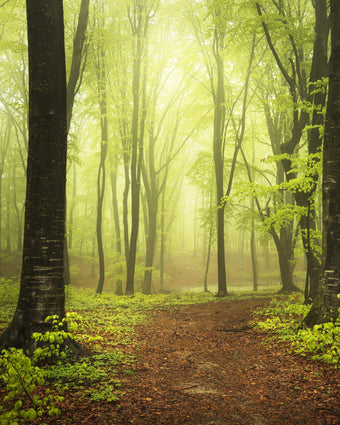 Forest Walk  -  [Custom printed at R598/m²]