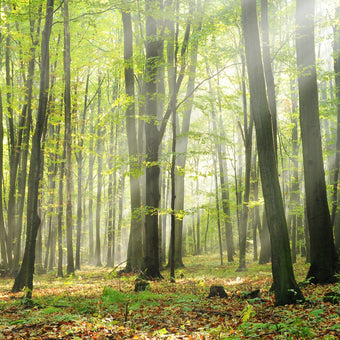 Forest Sunshine  -  [Custom printed at R560/m²]
