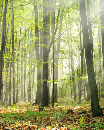 Forest Sunshine  -  [Custom printed at R598/m²]