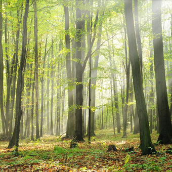Forest Sunshine  -  [Custom printed at R560/m²]