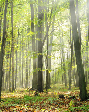 Forest Sunshine  -  [Custom printed at R598/m²]