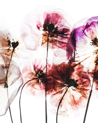 Paper Poppies  -  [Custom printed at R598/m²]