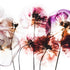 Paper Poppies  -  [Custom printed at R560/m²]