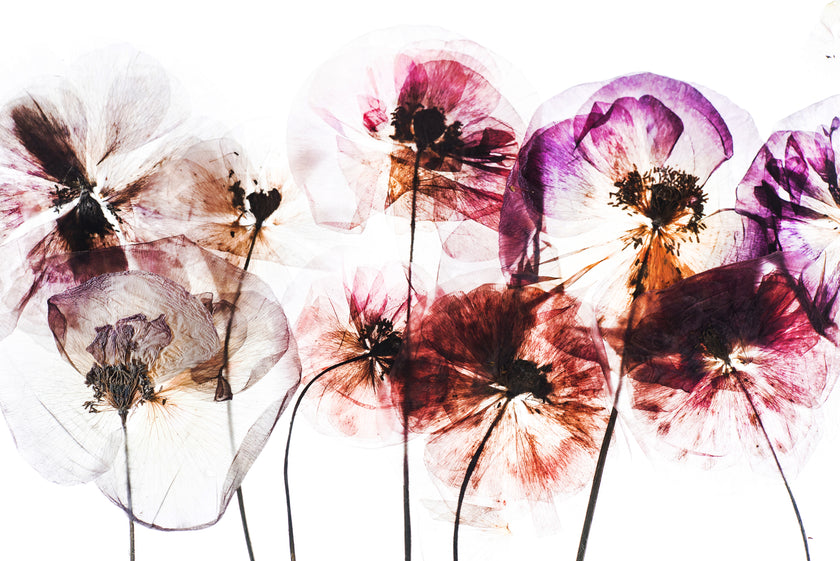 Paper Poppies  -  [Custom printed at R560/m²]