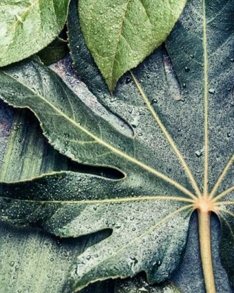 Rainfall Fig Leaf   -  [Custom printed at R598/m²]