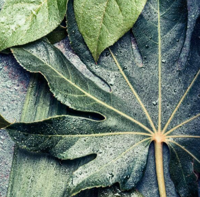 Rainfall Fig Leaf   -  [Custom printed at R560/m²]