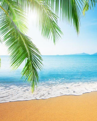 Hanging Palm Tropical Beach  -  [Custom printed at R598/m²]