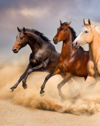 Galloping Horses on the Dunes  -  [Custom printed at R598/m²]