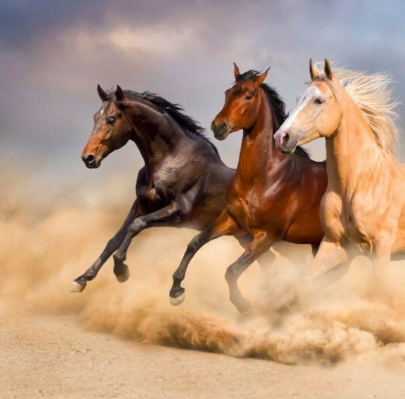 Galloping Horses on the Dunes - R560per m2