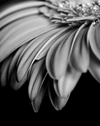 Black and White Daisy  -  [Custom printed at R598/m²]