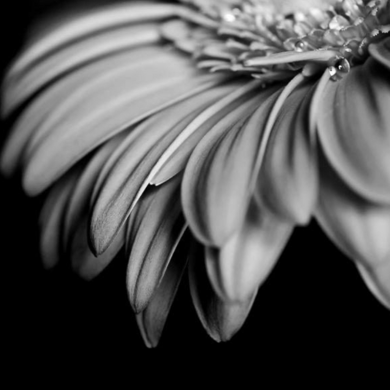 Black and White Daisy  -  [Custom printed at R560/m²]