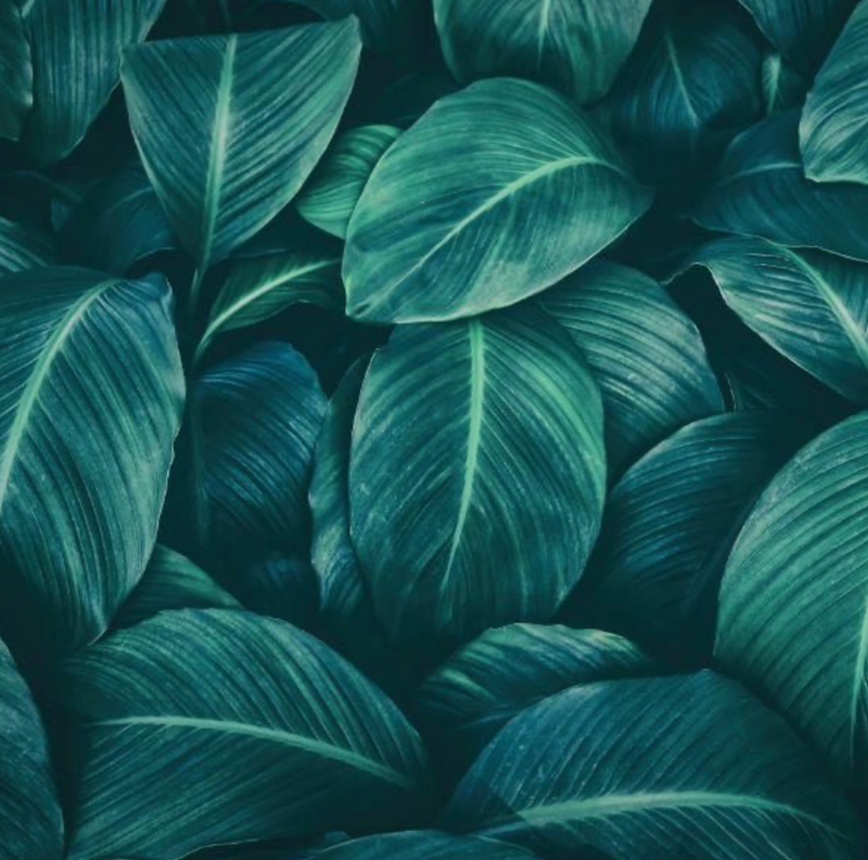 Emerald Green Tropical Leaves  -  [Custom printed at R560/m²]