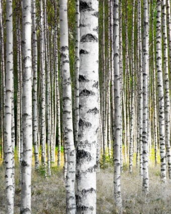Birch Trees in Late Summer Sunshine  -  [Custom printed at R598/m²]