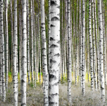 Load image into Gallery viewer, Birch Trees in Late Summer Sunshine  -  [Custom printed at R560/m²]
