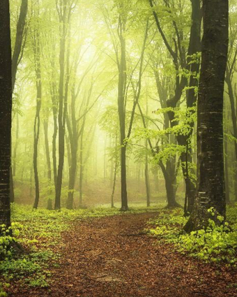 Forest Walk  -  [Custom printed at R598/m²]