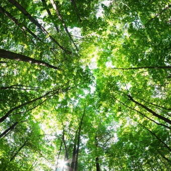 Tree Tops Vertigo  -  [Custom printed at R560/m²]