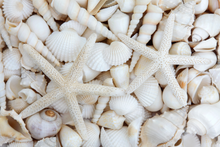 Load image into Gallery viewer, White Sea Shells and Starfish  -  [Custom printed at R560/m²]
