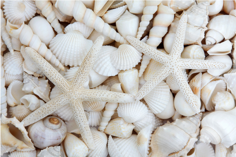 White Sea Shells and Starfish  -  [Custom printed at R560/m²]