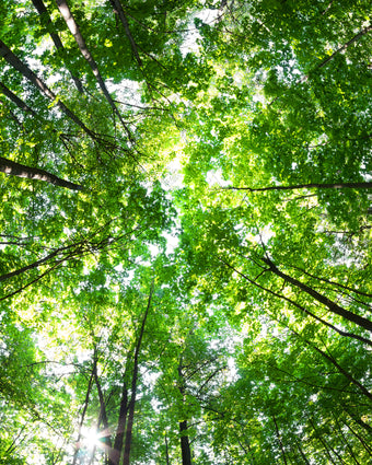 Tree Tops Vertigo  -  [Custom printed at R598/m²]