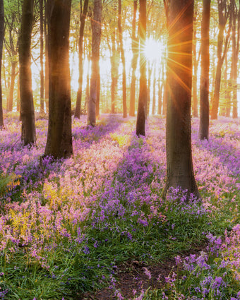 Bluebell Forest in the Spring  -  [Custom printed at R598/m²]