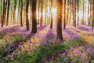 Bluebell Forest in the Spring  -  [Custom printed at R495/m²]